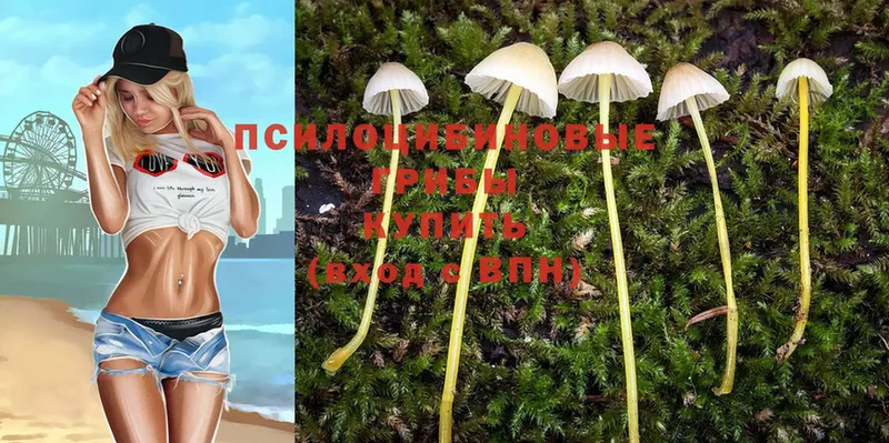 Галлюциногенные грибы Psilocybe  Электроугли 